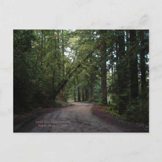 California Seasons - Redwoods Road - Carte postale (Devant)