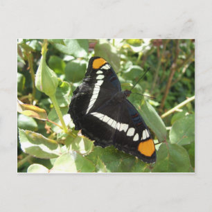 California Sister Butterfly Briefkaart