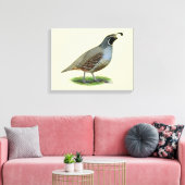 California Valley Quail Canvas Afdruk (Insitu (Woonkamer))