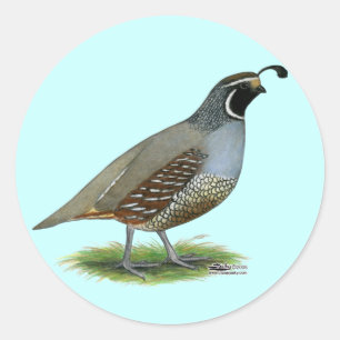 California Valley Quail Ronde Sticker