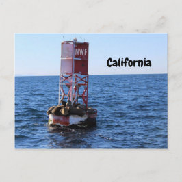 California Zee Lion Briefkaart