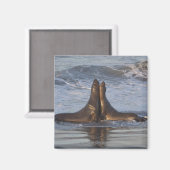 California Zee Lion Magneet (Voorkant / Achterkant)