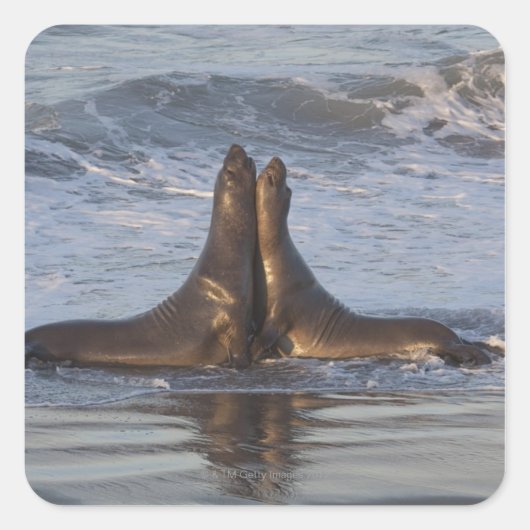 California Zee Lion Vierkante Sticker (Voorkant)