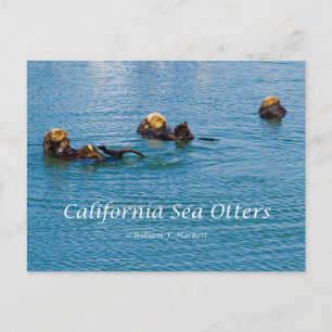 California Zee Otter California Products Briefkaart