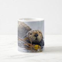 California Zee Otter