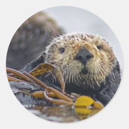 California Zee Otter Ronde Sticker