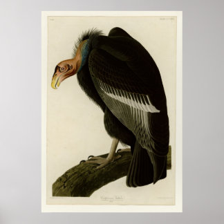 Californiaanse wijnbouw poster