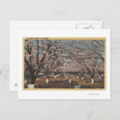 CaliforniaBlossom Blooming on Trees Briefkaart (Voorkant / Achterkant)