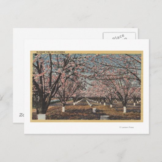CaliforniaBlossom Blooming on Trees Briefkaart (Voorkant / Achterkant)