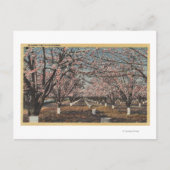 CaliforniaBlossom Blooming on Trees Briefkaart (Voorkant)