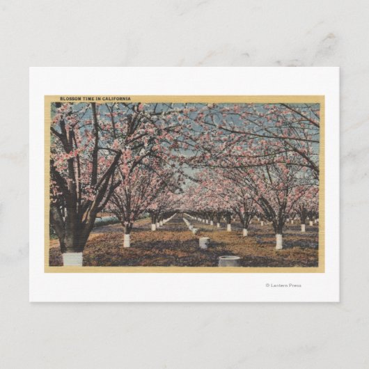 CaliforniaBlossom Blooming on Trees Briefkaart (Voorkant)