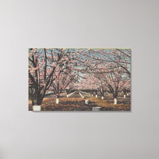 CaliforniaBlossom Blooming on Trees Canvas Afdruk (Voorkant)