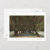 CaliforniaGroves of Pepper Trees Briefkaart (Voorkant / Achterkant)