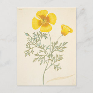Californian Eschscholtzia Briefkaart