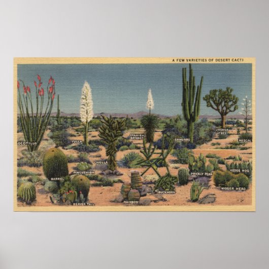 CaliforniaVarieties of Desert Cacti Poster (Voorkant)