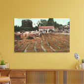 CaliforniaView of Peaches Drying in the Sun Canvas Afdruk (Insitu (Woonkamer))