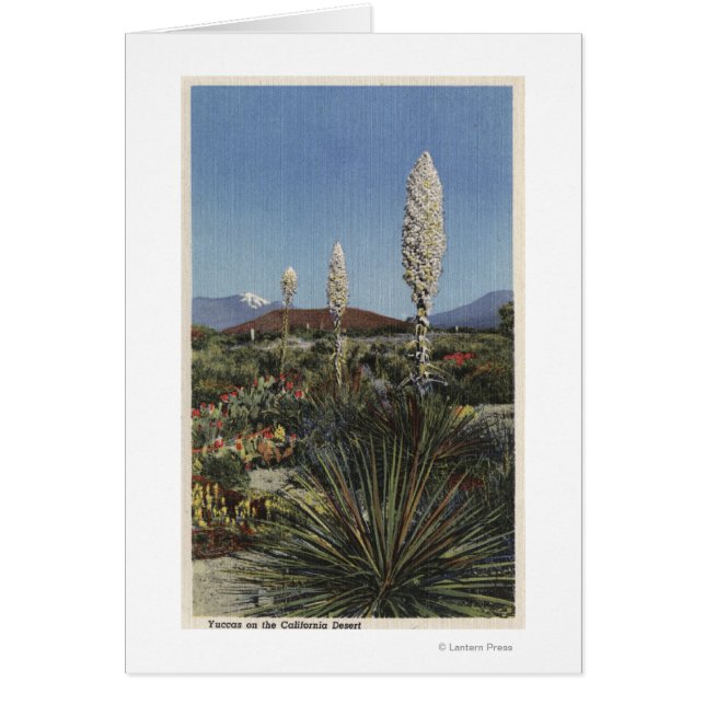 CaliforniaYucca Cacti in Bloom in woestijn (Voorkant)