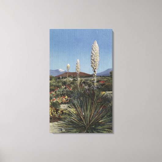 CaliforniaYucca Cacti in Bloom in woestijn Canvas Afdruk (Voorkant)