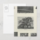 Californië 4 briefkaart (Voorkant / Achterkant)