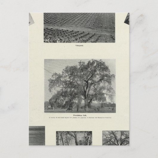 Californië 4 briefkaart (Voorkant)