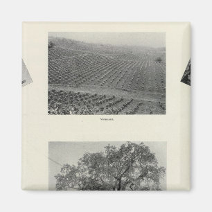 Californië 4 magneet