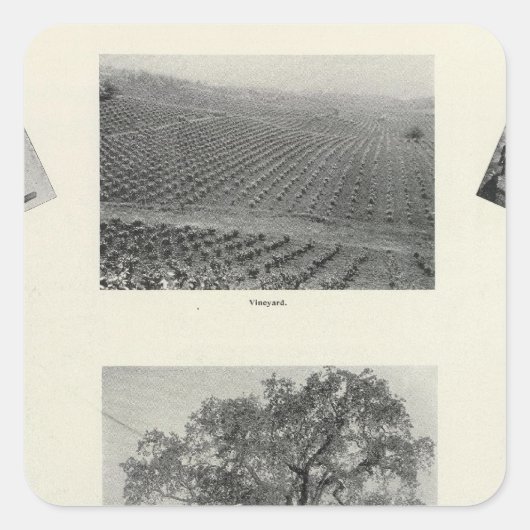 Californië 4 vierkante sticker (Voorkant)