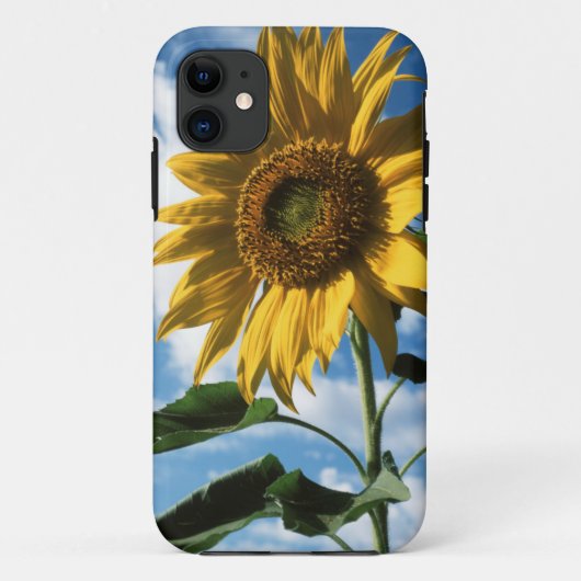 Californië, A Mammoth Sunflower (Helianthus) 2 Case-Mate iPhone Case (Achterkant)