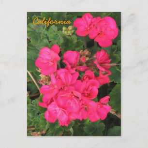 Californië Briefkaart