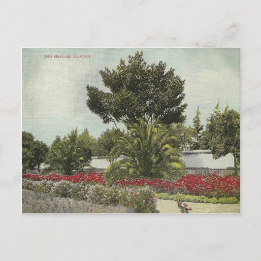  Californië Briefkaart (Voorkant)