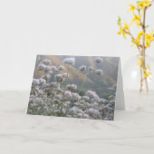 Californië Buckwheat Kaart (Gele Bloem)