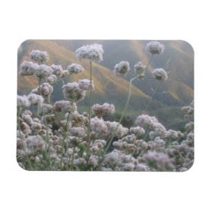 Californië Buckwheat Magneet