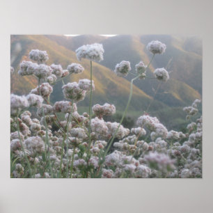 Californië Buckwheat Poster