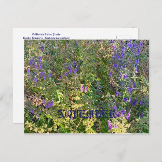 CALIFORNIE COULEURS NATIVES : CARTE POSTALE NOVEMB (Devant / Derrière)