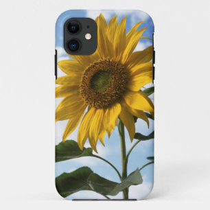 Californië, een reusachtige zonnebloem (Helianthus iPhone 11 Hoesje