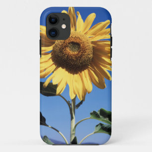 Californië, een reusachtige zonnebloem (Helianthus iPhone 11 Hoesje