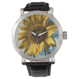 Californië, een reusachtige zonnebloem (Helianthus Horloge