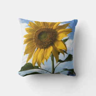Californië, een reusachtige zonnebloem (Helianthus Kussen