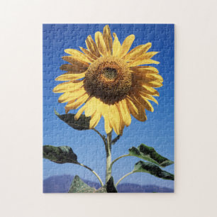 Californië, een reusachtige zonnebloem (Helianthus Legpuzzel