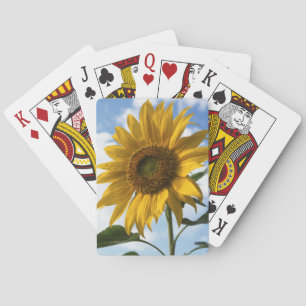 Californië, een reusachtige zonnebloem (Helianthus Pokerkaarten