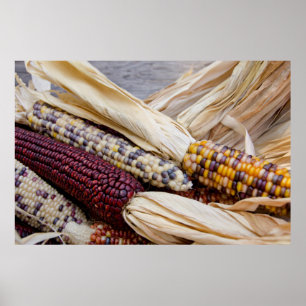 Californië. Herfst Harvest Colorful Indian Corn Poster