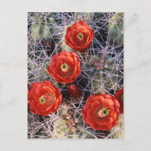 Californië, Joshua Tree National Park, Claret Briefkaart