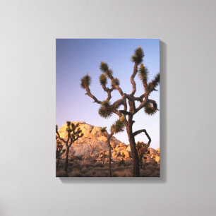 Californië, Joshua Tree National Park, Joshua Canvas Afdruk