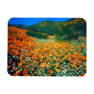 Californië Klaprozen en Popcorn wilde bloemen Magneet