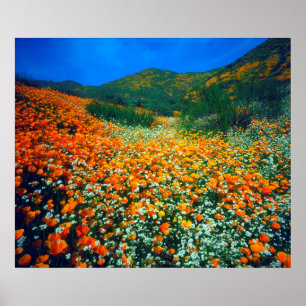 Californië Klaprozen en Popcorn wilde bloemen Poster