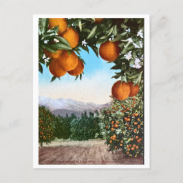 Californië Oranje Groves blank Briefkaart