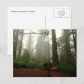 Californië Redwood Briefkaart (Voorkant / Achterkant)