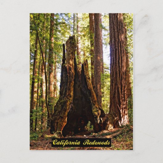 Californië Redwood Briefkaart (Voorkant)