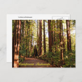 Californië Redwood Briefkaart (Voorkant / Achterkant)