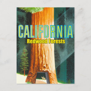 Californië, Redwood Forest, Grote Boom, Sequoia Briefkaart
