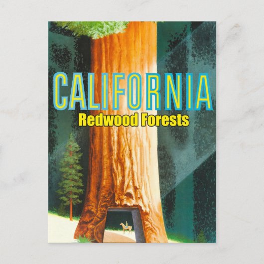Californië, Redwood Forest, Grote Boom, Sequoia Briefkaart (Voorkant)